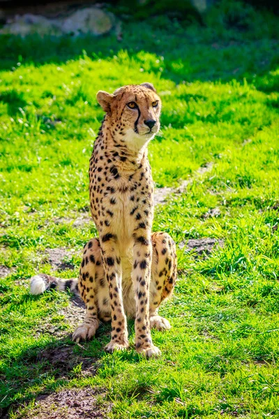 Amur Leopard sul prato — Foto Stock
