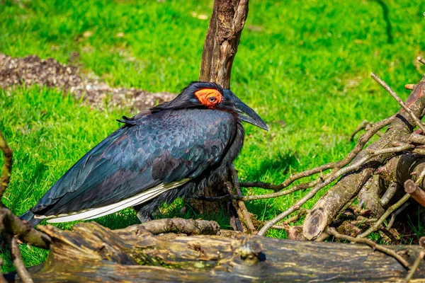 Södra ground hornbill — Stockfoto