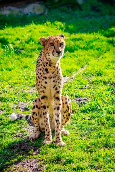 草原のアムールヒョウ — ストック写真