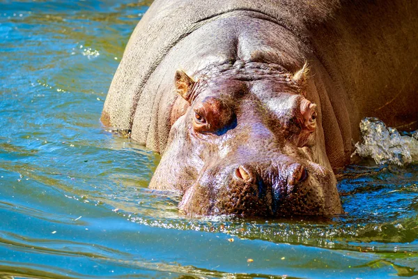 水でのカバ — ストック写真