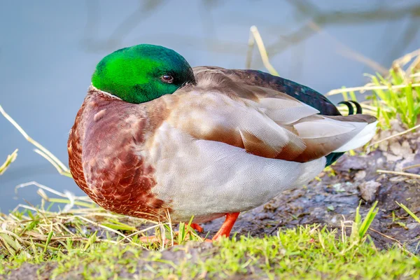 Canard colvert mâle — Photo