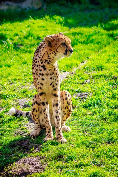 Amur Leopard sul prato — Foto Stock