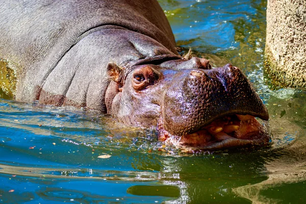 水でのカバ — ストック写真