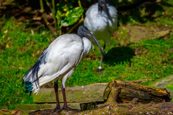 Ibis sagrados africanos — Foto de Stock