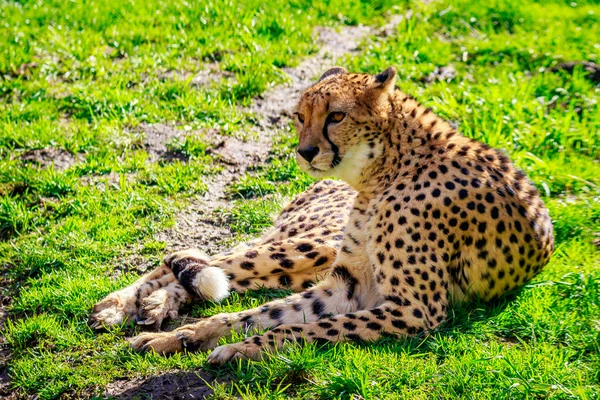 Amur Leopard sul prato — Foto Stock