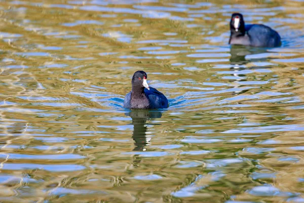 Blässhühner im Wasser — Stockfoto