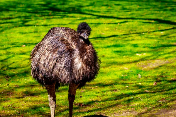 Emu на лугу — стоковое фото