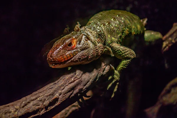 Northern Caiman Lizard — Stock Photo, Image