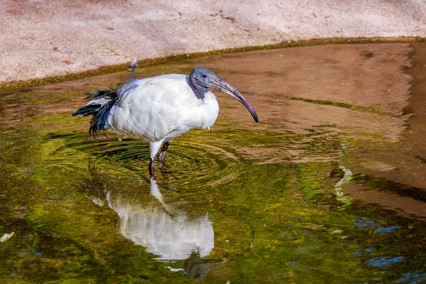 Ibis sagrados africanos —  Fotos de Stock