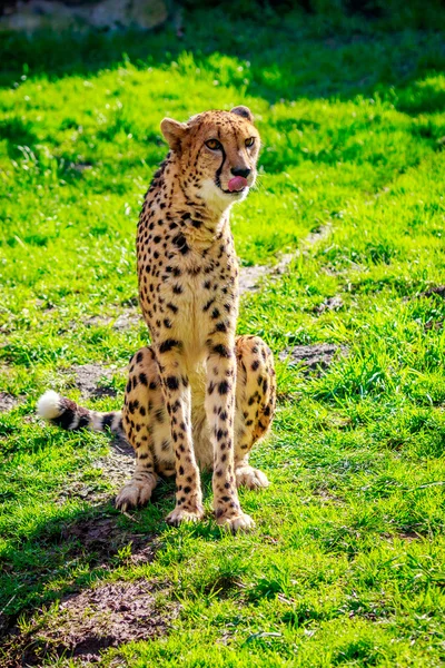 Amur Leopard sul prato — Foto Stock