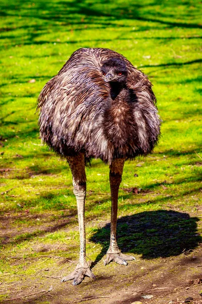 Emu auf der Wiese — Stockfoto