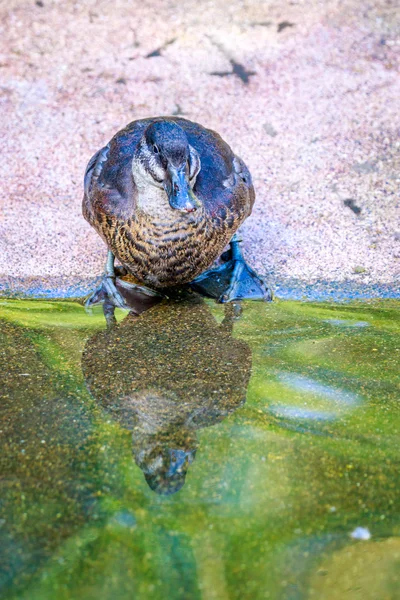 Vrouwelijke Maccoa eend — Stockfoto