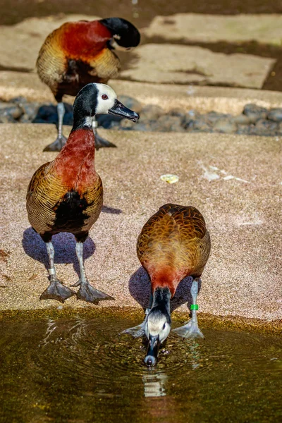 Canard siffleur au visage blanc — Photo