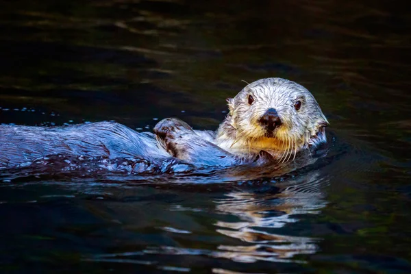 Otter del Mar del Sur —  Fotos de Stock