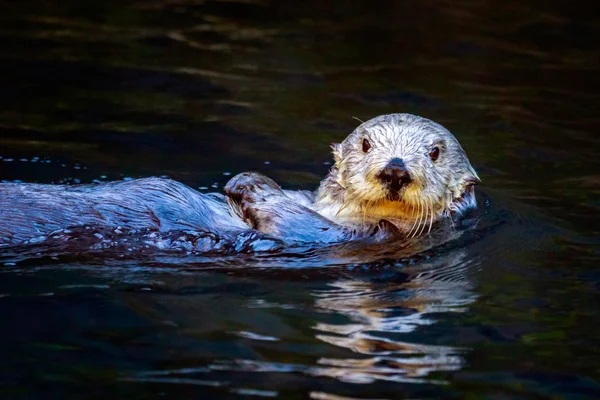 Südlicher Seeotter — Stockfoto