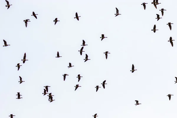 Canadá Gansos Volar —  Fotos de Stock