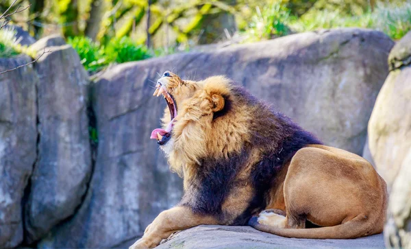 Löwe auf Fels — Stockfoto