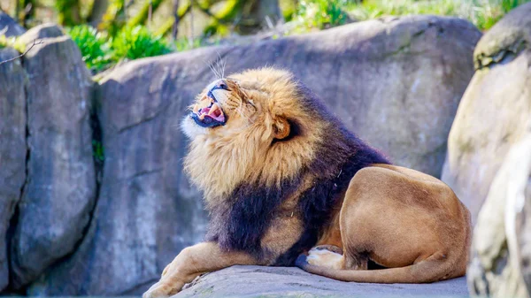 Leão na rocha — Fotografia de Stock