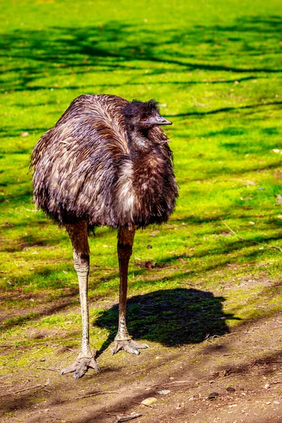 草原のエミュー — ストック写真