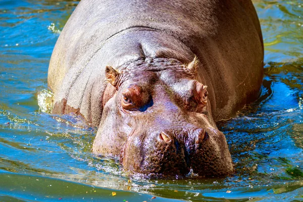 Flodhäst i vatten — Stockfoto