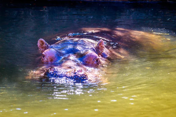 Hipopótamo en agua —  Fotos de Stock