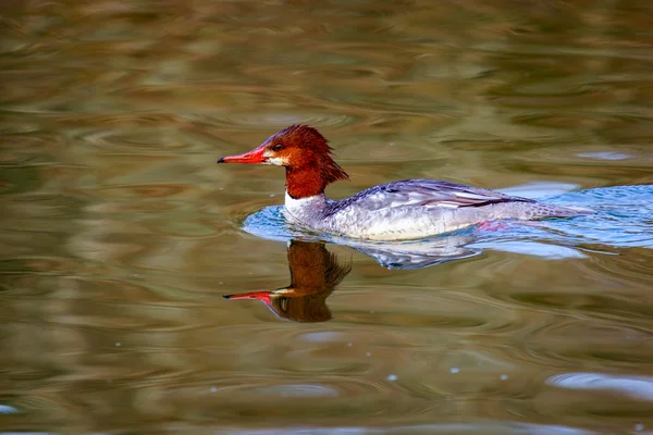 Θηλυκό κοινή merganser — Φωτογραφία Αρχείου