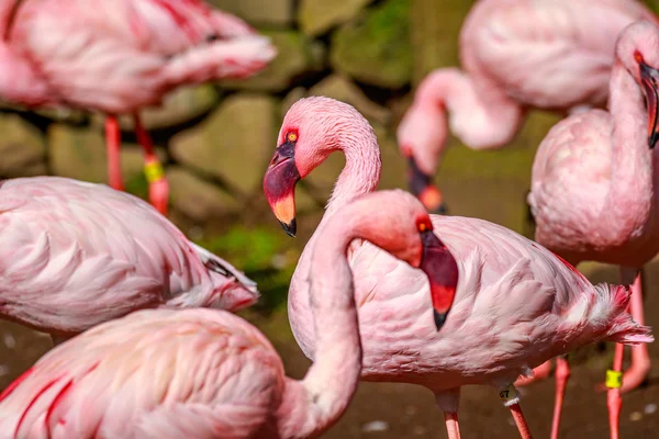 Flamboyance de Flamingos — Fotografia de Stock