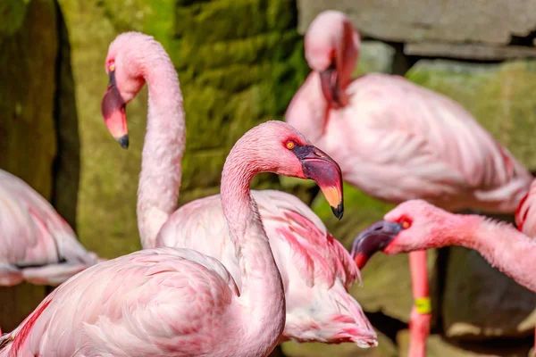 Flamboyance de Flamingos — Fotografia de Stock