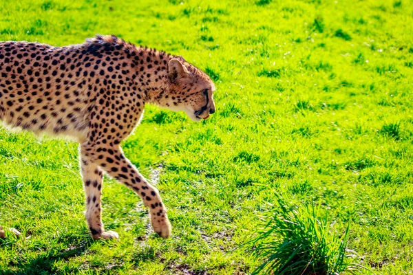 草原のアムールヒョウ — ストック写真