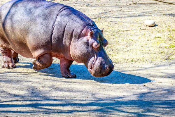 Hippo wandelingen op grond — Stockfoto