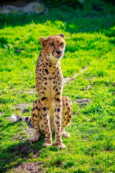 Amur Leopard sul prato — Foto Stock