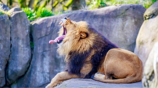 Löwe auf Fels — Stockfoto