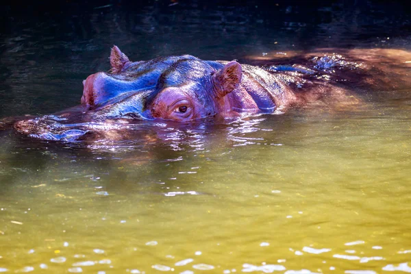 Hippo in water — Stockfoto