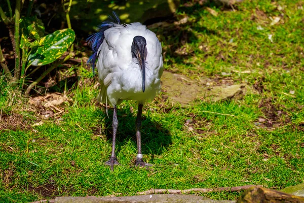 African Sacred Ibis — Stock Photo, Image