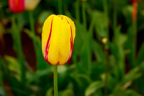 Blühende Tulpenblumen — Stockfoto