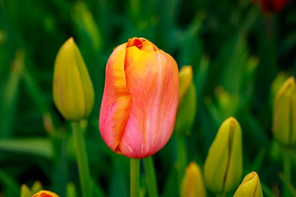 Blühende Tulpenblumen — Stockfoto