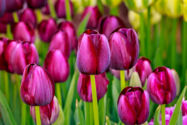 Kvetoucí květiny Tulipán — Stock fotografie