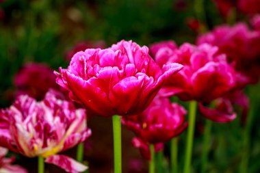 Çiçek açan Lale çiçek