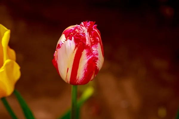 Blooming Tulip Flowers — Stock Photo, Image