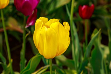 Çiçek açan Lale çiçek