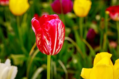 Çiçek açan Lale çiçek