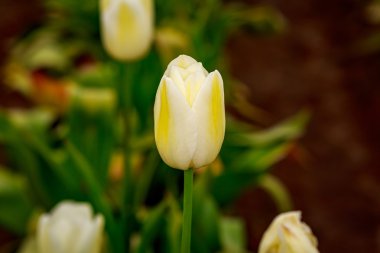 Çiçek açan Lale çiçek