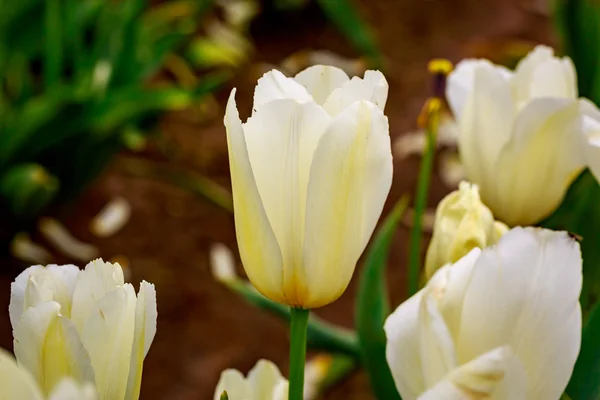 Flores de tulipa florescendo — Fotografia de Stock