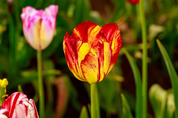 Kvetoucí květiny Tulipán — Stock fotografie