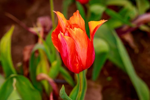 Blühende Tulpenblumen — Stockfoto