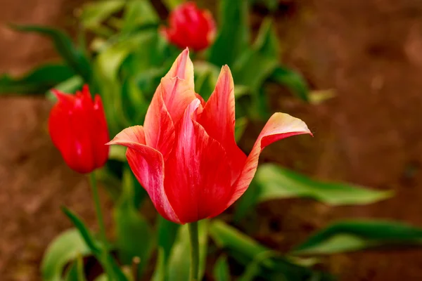 Flores de tulipa florescendo — Fotografia de Stock