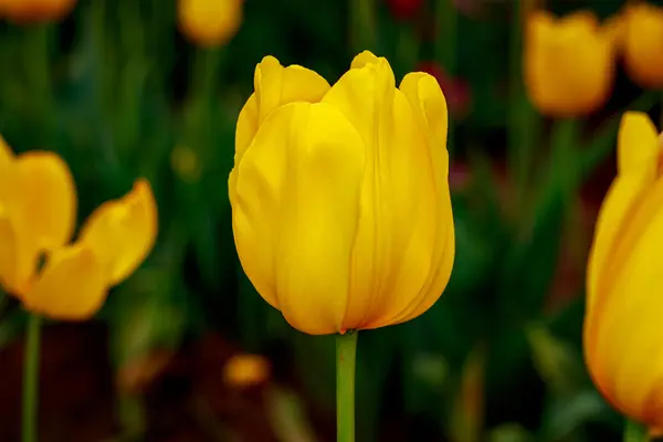 Blühende Tulpenblumen — Stockfoto