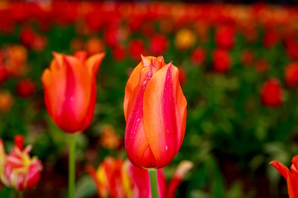 Kvetoucí květiny Tulipán — Stock fotografie