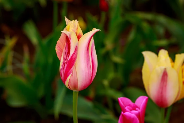 Blühende Tulpenblumen — Stockfoto