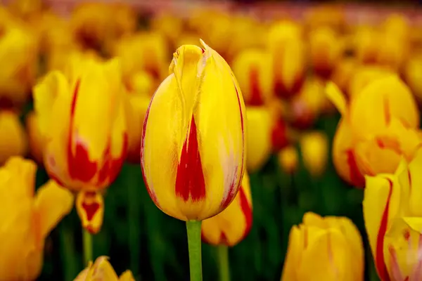 Kvetoucí květiny Tulipán — Stock fotografie